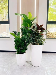 了解北仑花卉出租方案，装扮魅力空间